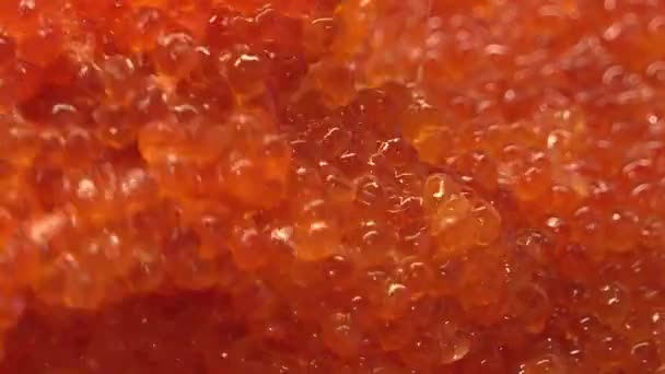 Roter Kaviar. Nahaufnahme von Lachsrogen unter Rühren mit einem Löffel. Feinkost. Meeresfrüchte. — Stockvideo