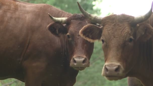 Un troupeau de vaches paissant librement dans la forêt . — Video