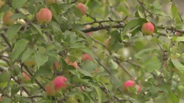 Manzanos con manzanas rojas en huerto . — Vídeos de Stock