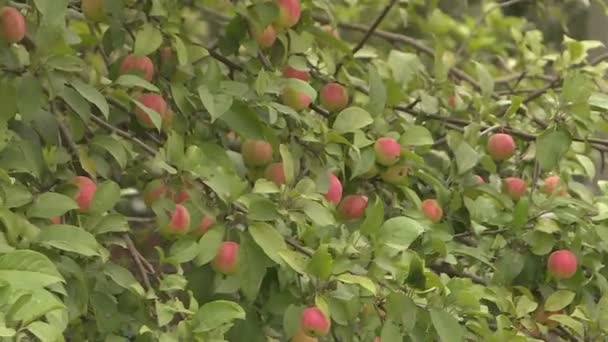 Μηλιές με κόκκινα μήλα στο περιβόλι. — Αρχείο Βίντεο