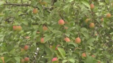 Orchard Kırmızı elma ile elma ağaçlarının.