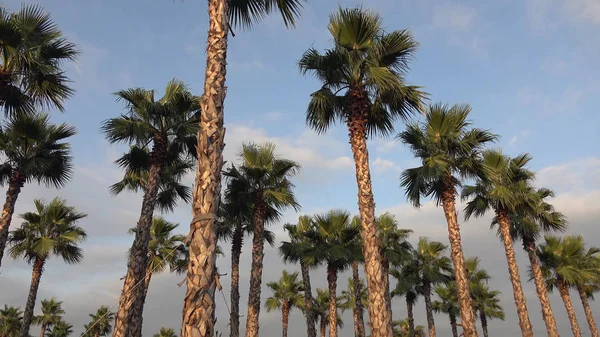 Palmen bei Sonnenuntergang, vor dem schönen blauen Himmel. — Stockfoto