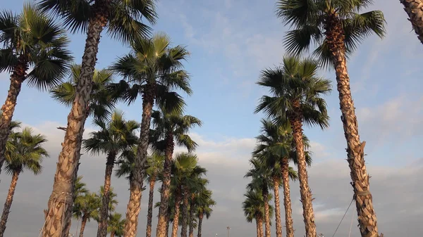 Palm trees at sunset, against the beautiful blue sky. — Stock Photo, Image