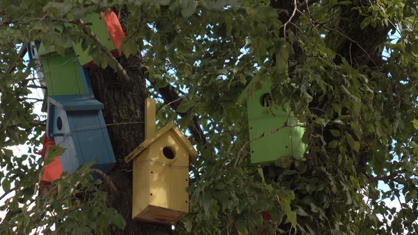 Kleurrijke vogel huizen op de boom. — Stockfoto