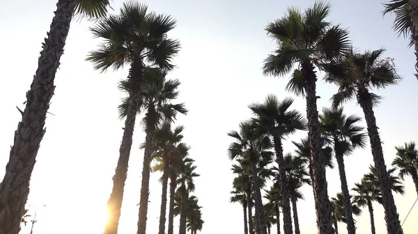 Пальмы на закате, на фоне красивого голубого неба . — стоковое фото
