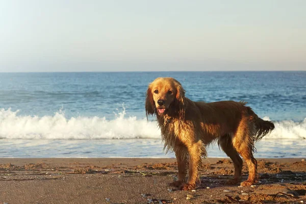 Retrato de um cão jovem em uma praia de areia, contra o céu e ondas do mar . — Fotografia de Stock