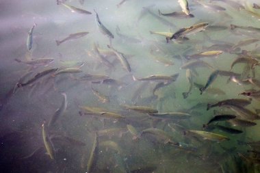 Bir balık sürüsü su altında yüzüyor.