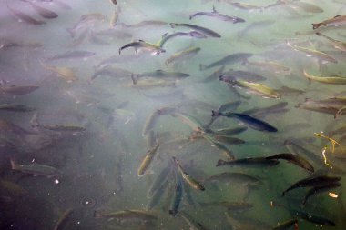 Bir balık sürüsü su altında yüzüyor.