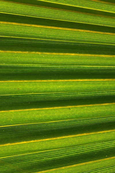 Texture of Green palm Leaf — Stock Photo, Image