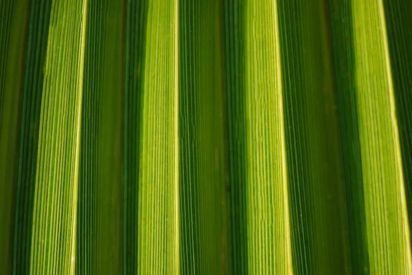 Texture de la feuille de palmier vert — Photo