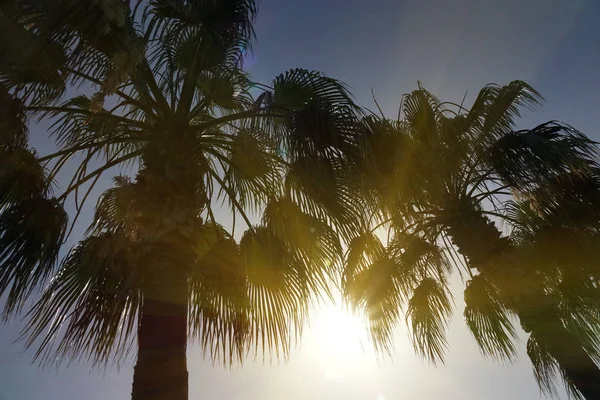 Тропические пальмы с солнечным светом на закате неба. Летние каникулы и приключения на природе . — стоковое фото