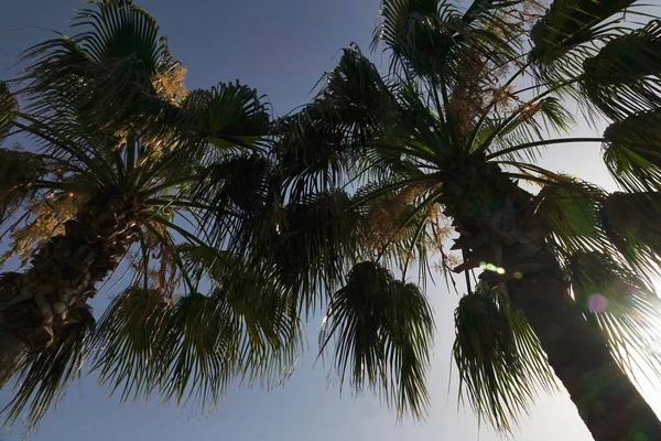 Тропические пальмы с солнечным светом на закате неба. Летние каникулы и приключения на природе . — стоковое фото