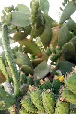 Kaktüs doku arka plan.