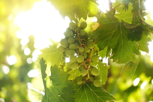 Uvas verdes frescas en la vid. Luces solares de verano . —  Fotos de Stock