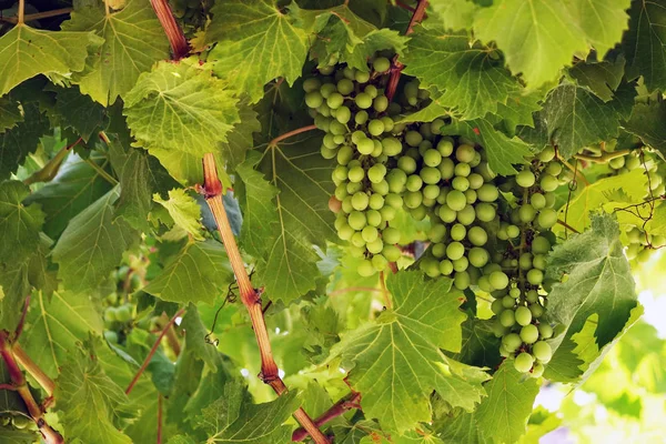 Čerstvé zelené hrozny na vinici. Letní solární světla. — Stock fotografie