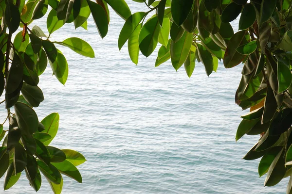 Deniz arka plan üzerinde yeşil yaprak çerçeve. Fotoğraf etrafında yeşil yaprakların doğal çerçeve.
