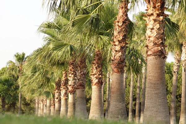 Высокие ряды пальм вдоль тропинки. Прекрасный вид на субтропики . — стоковое фото