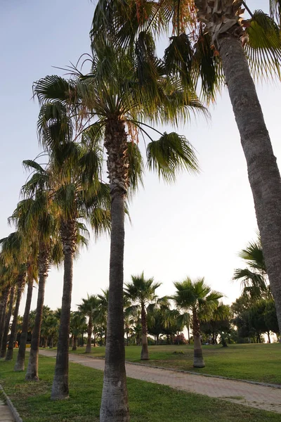 Wysokie rzędy Palm wzdłuż chodnika. Piękny widok na strefie podzwrotnikowej. — Zdjęcie stockowe