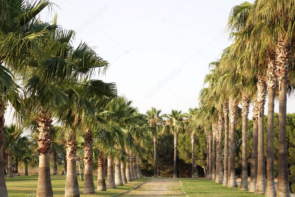 High rows of palm trees along the footpath. Beautiful view of the subtropics.