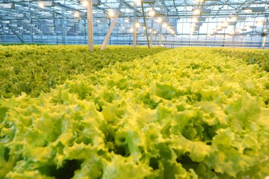 Sera sebze büyüyen. Yeşil salata tarlaları.