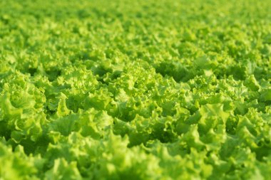 Bir sera içinde salatalık büyüyen. Endüstriyel Tarım sera