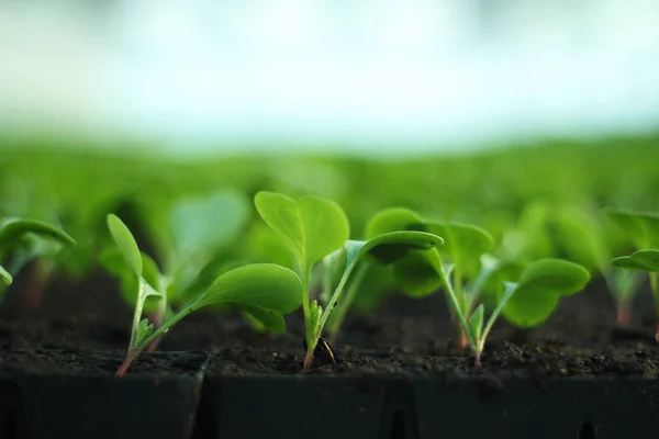 Cultivar vegetais numa estufa. Agricultura. plantações de rabanetes — Fotografia de Stock