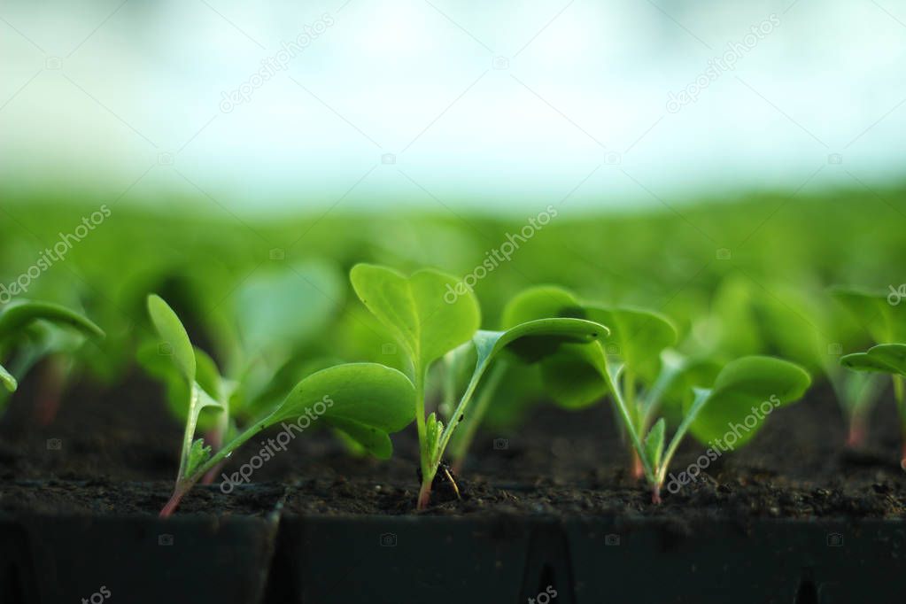 Growing vegetables in a greenhouse. Agriculture. plantations of radishes