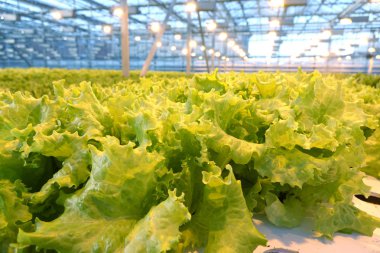 Sera sebze büyüyen. Yeşil salata tarlaları.