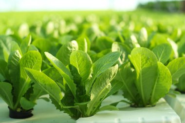 Bir sera içinde salatalık büyüyen. Endüstriyel Tarım sera