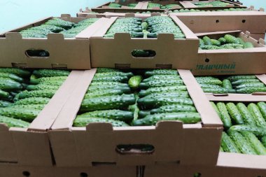 Satılık Ahşap kutusunda Yeşil taze salatalık. Sağlıklı bir diyet için doğal ve organik malzemeler.