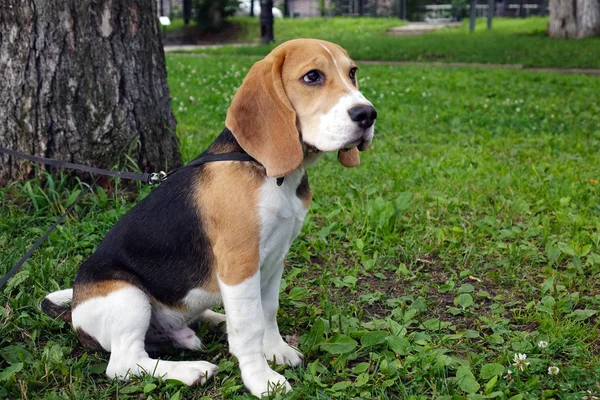 Beautiful tri-color Beagle puppy English. Sitting on the green grass. Beagle is a breed of small hounds.