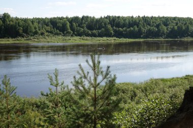 Çam ormanı Bank.Wildlife nehrinde. Su manzara