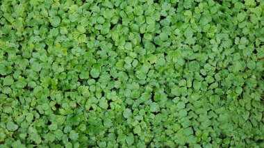 Yeşilimsi cleaver doğal arka plan