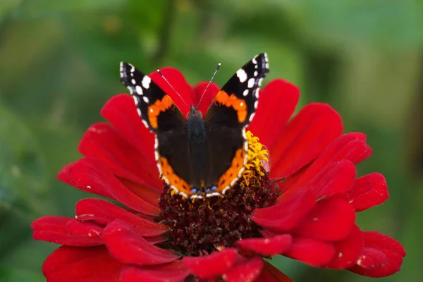 Schmetterling Auf Blume Nahaufnahme Schöne Natur Hintergrundkonzept — Stockfoto