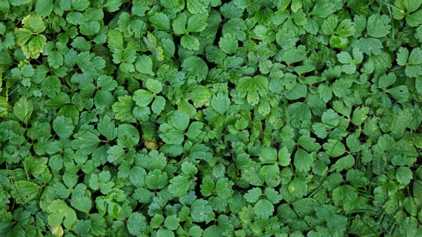 Greenish Cleaver Natural Background — Stock Photo, Image