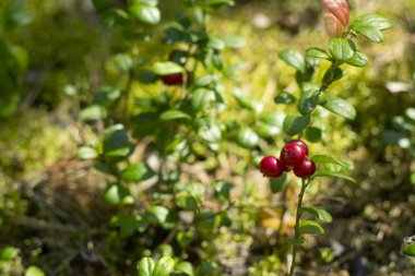Fuska ormanın içinde kırmızı meyveler.