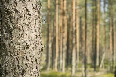 Çam ormanı. Çok güzel bir sabah görünümü ve güneş ışınları çam ormanı içinde.