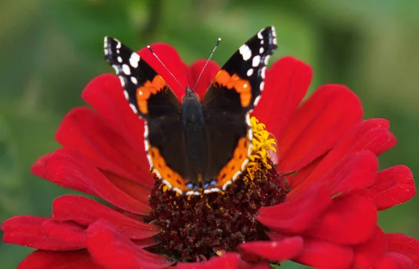 Πεταλούδα στο λουλούδι. Όμορφη φύση φόντο έννοια. — Φωτογραφία Αρχείου