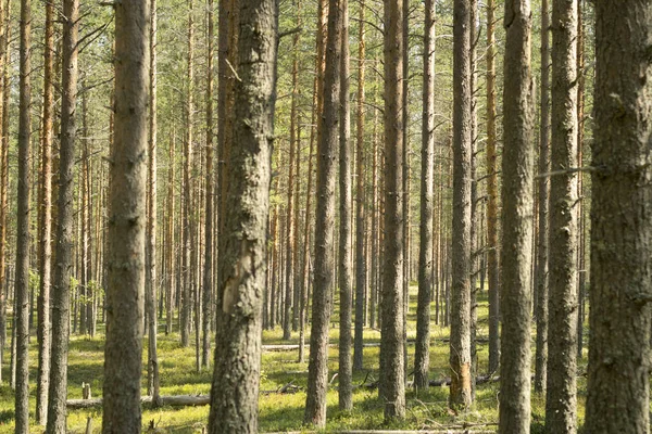 Tallskog. Vacker morgon Visa och solen strålar i tallskogen. — Stockfoto