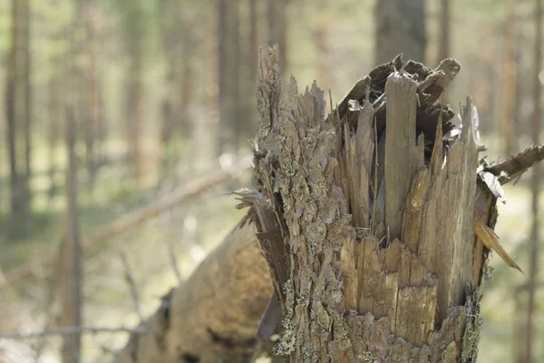 Bruten trädstam i skogen. fallna träd — Stockfoto