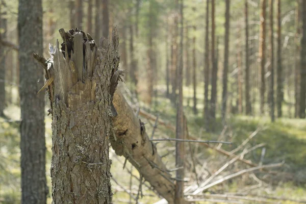 Bruten trädstam i skogen. fallna träd — Stockfoto