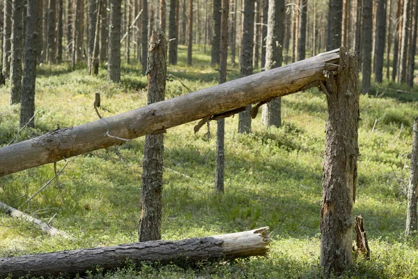 Um tronco de árvore partido na floresta. árvores caídas — Fotografia de Stock