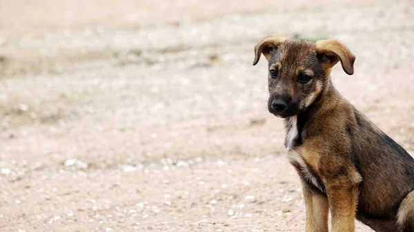 El cachorro en la carretera. Un perro callejero sentado afuera está mirando a la cámara . — Foto de Stock