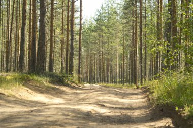 Çam ormanı. Çok güzel bir sabah görünümü ve güneş ışınları çam ormanı içinde.