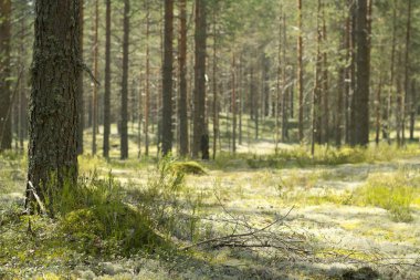 Çam ormanı. Çok güzel bir sabah görünümü ve güneş ışınları çam ormanı içinde.