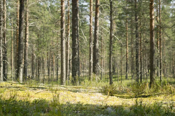 Tallskog. Vacker morgon Visa och solen strålar i tallskogen. — Stockfoto