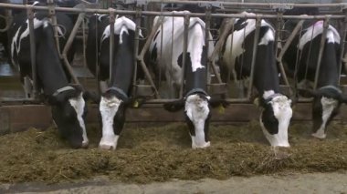 inek ve Dana bir Hayvancılık çiftliğinde