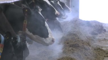 inek ve Dana bir Hayvancılık çiftliğinde