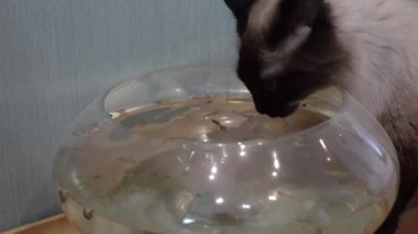 Akvaryumda oturan, su içen ve japon balığına bakan evcil kedi