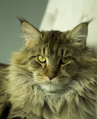 Sandalyede yatan huysuz bir kediportresi .